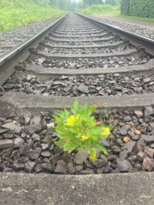 Ein Schienenstrang durchdringt das Bild von vorne nach hinten. Im Vordergrund kommt zwischen den Betonschwellen eine vielblättrige grüne kleine Pflanze mit drei gelben Blüten durch. Rechts neben dem Gleiskörper ist ein kleiner unbefestigter Weg zu sehen, links ein Grünstreifen zu sehen